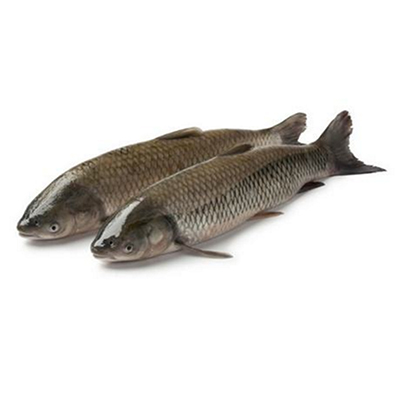 草魚(yú)
